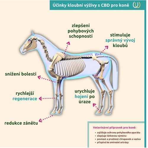 Kloubní výživa pro koně s CBD